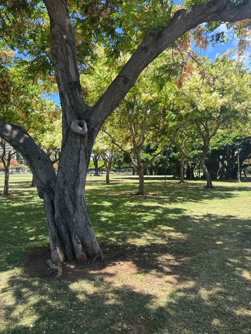 walking near me in Paki Community Park in summer