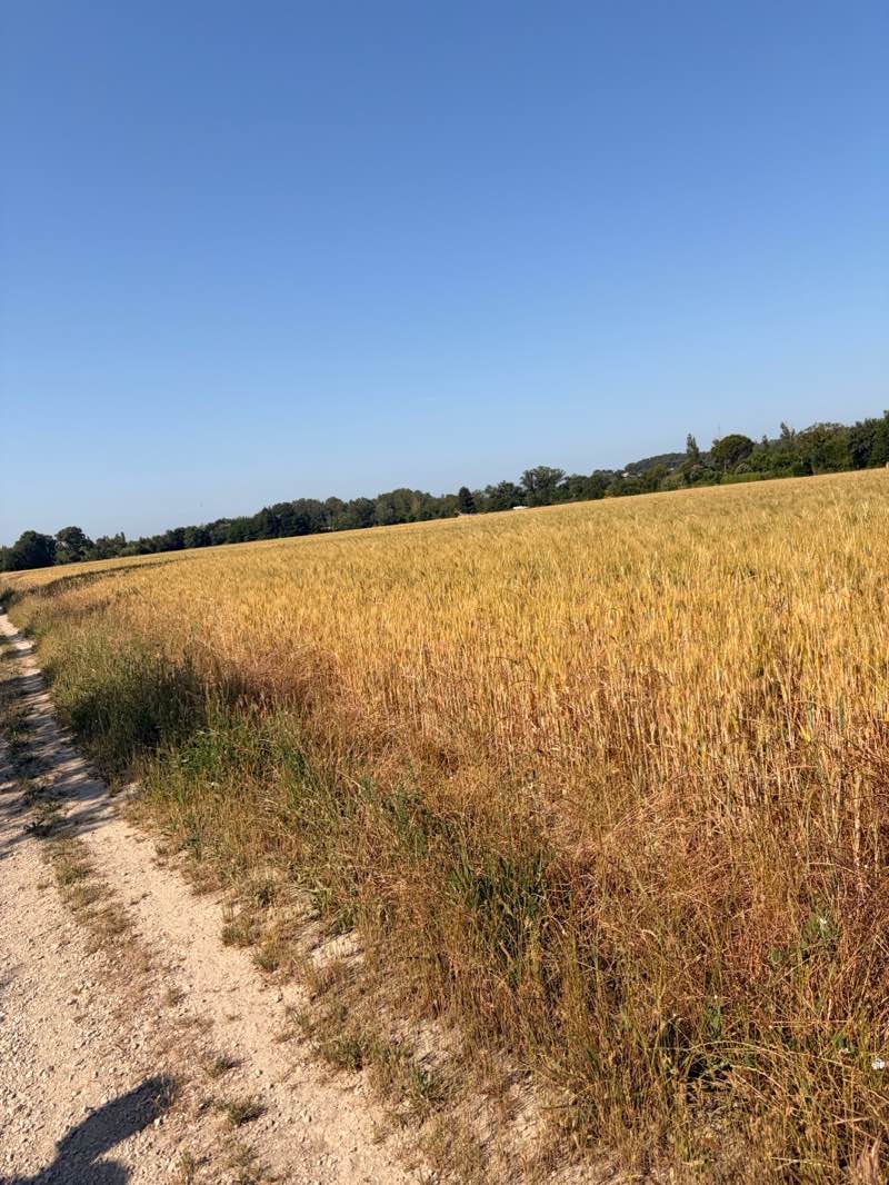 walking near me in Rocher des Doms in summer