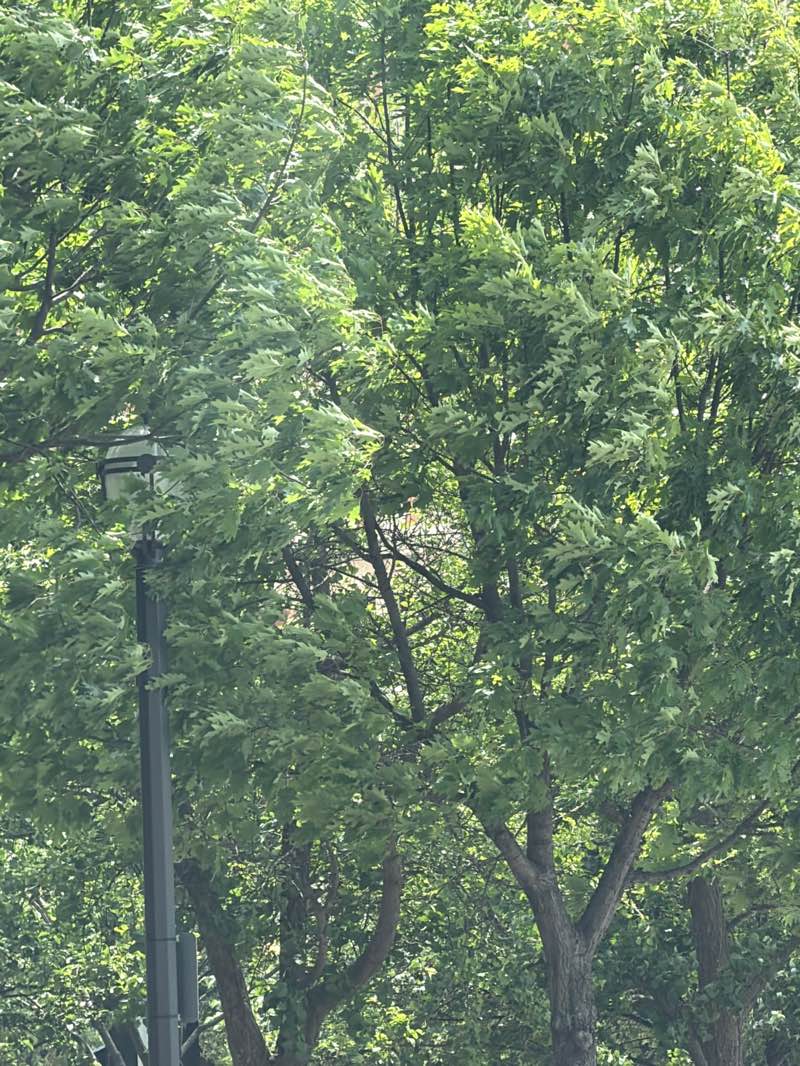 walking near me in Memorial Park in summer