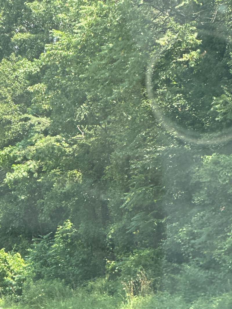 walking near me in Baltimore-Washington Parkway in summer
