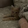 Алена