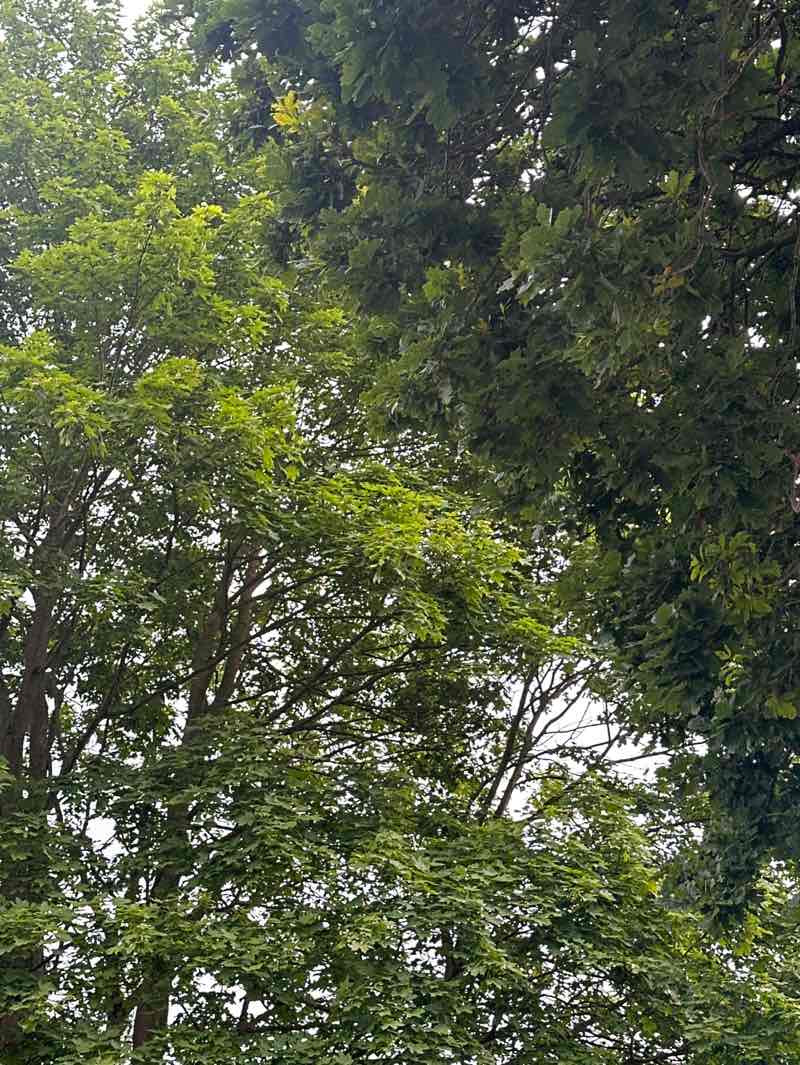 walking near me in Strelley Recreation Ground in summer