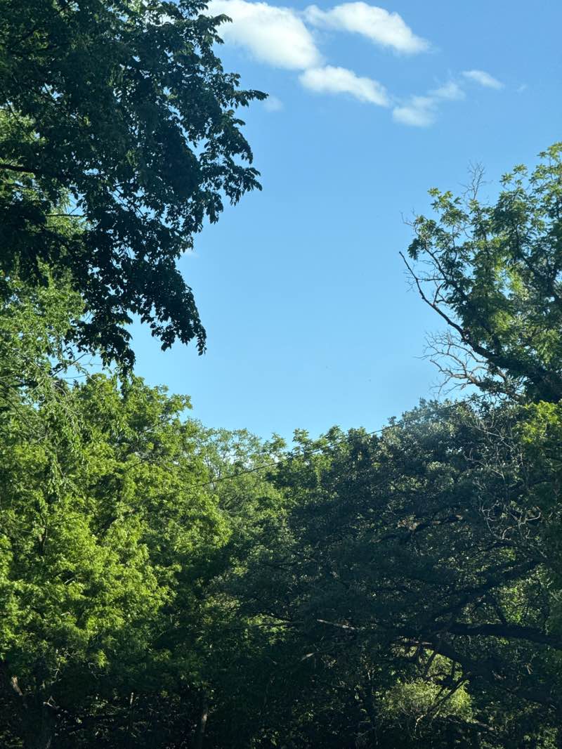 walking near me in South Ravine Park in summer