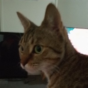 Ms. Appleberry profile