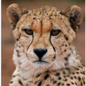 Looper profile