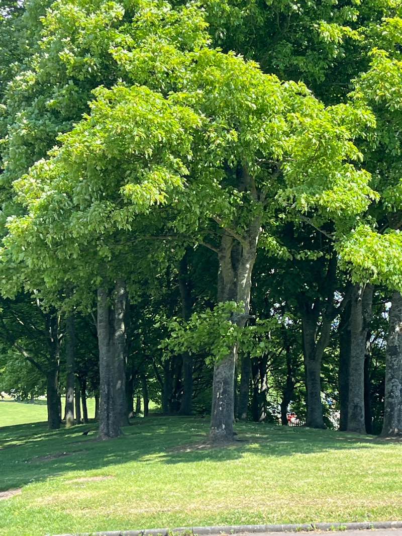 walking near me in Central Park in summer