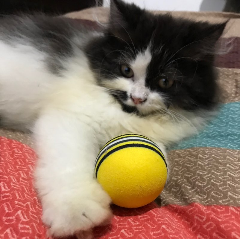 participant 2