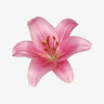 Xin Jing icon