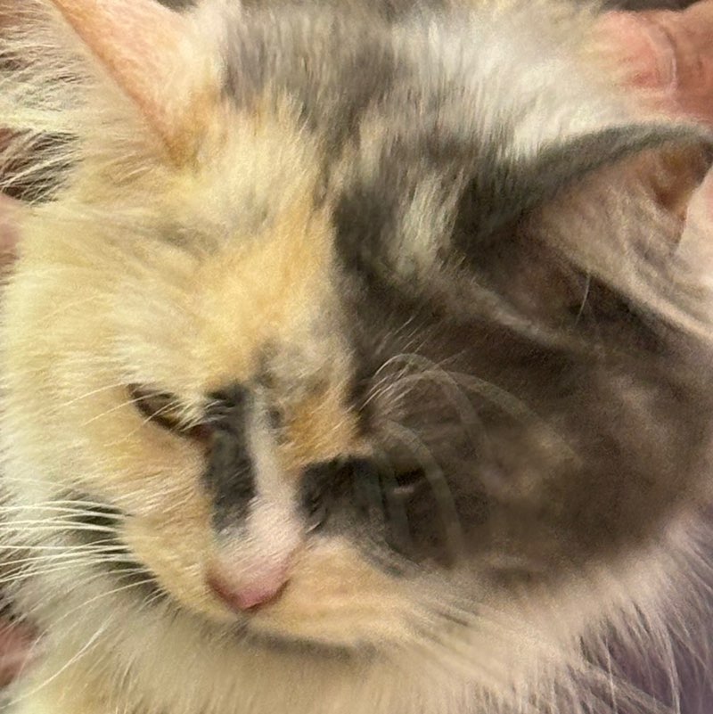 TOW-QUEEN profile