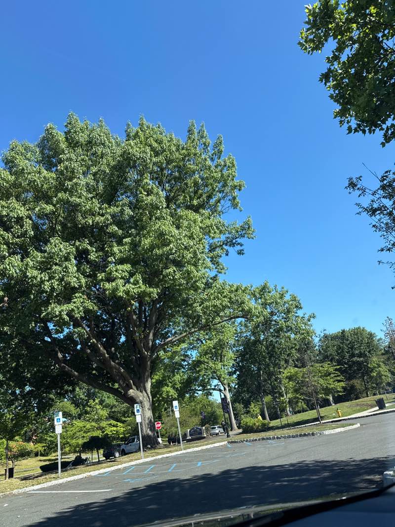 walking near me in Branch Brook Park in summer