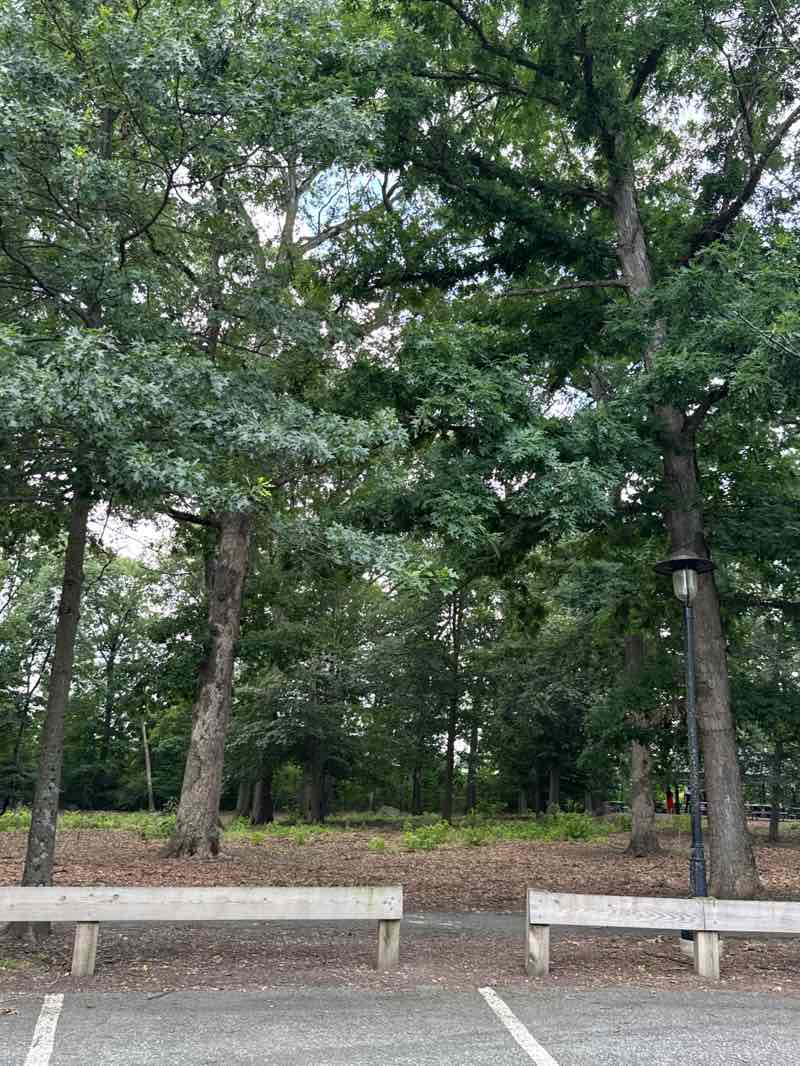 walking near me in Veterans Memorial Park in summer