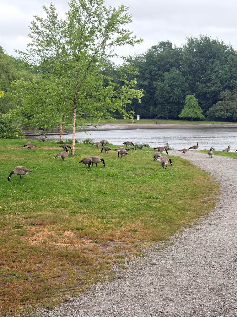 walking near me in John Hendry Park in summer