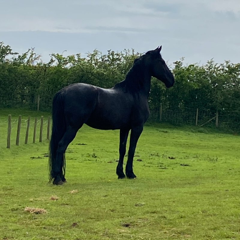 Vivienne profile
