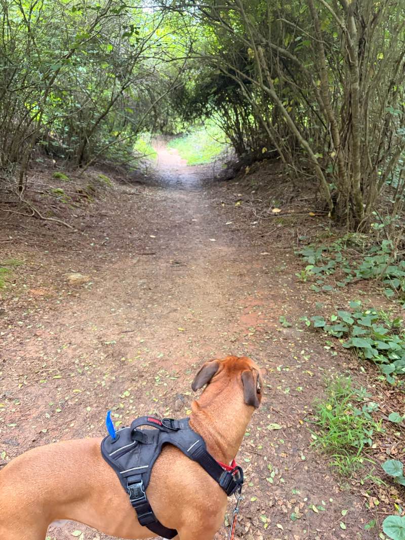 walking near me in Fort Yargo State Park in summer