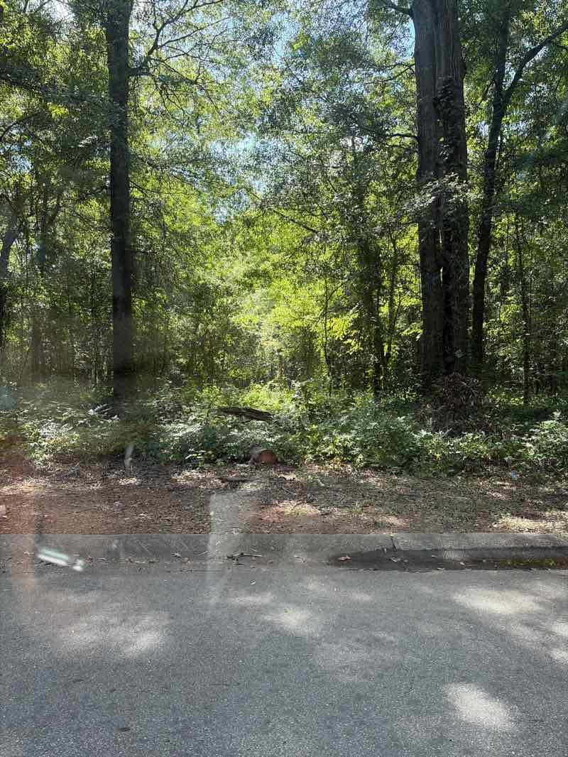 walking near me in Five Acre Woods in summer