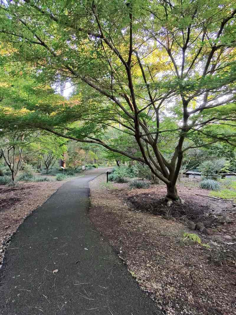 walking near me in SFA Mast Arboretum in summer