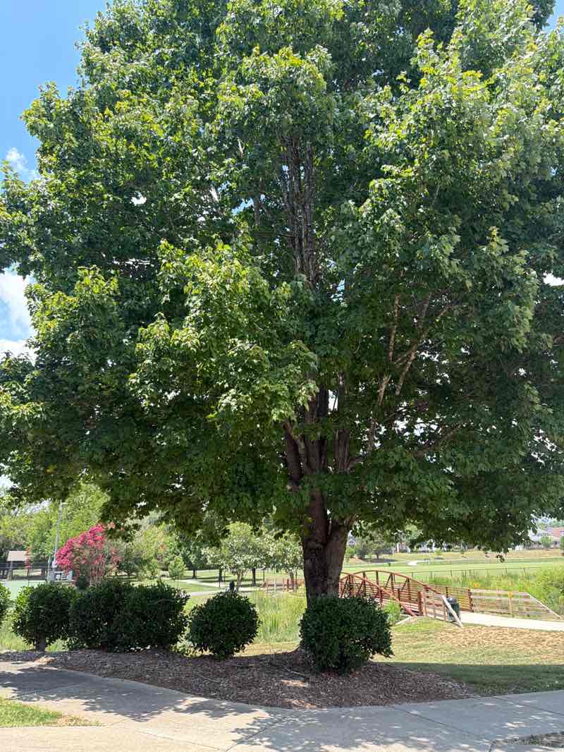 walking near me in James L. Dorton Park in summer