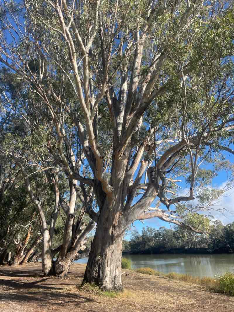 walking near me in Lions Park in winter