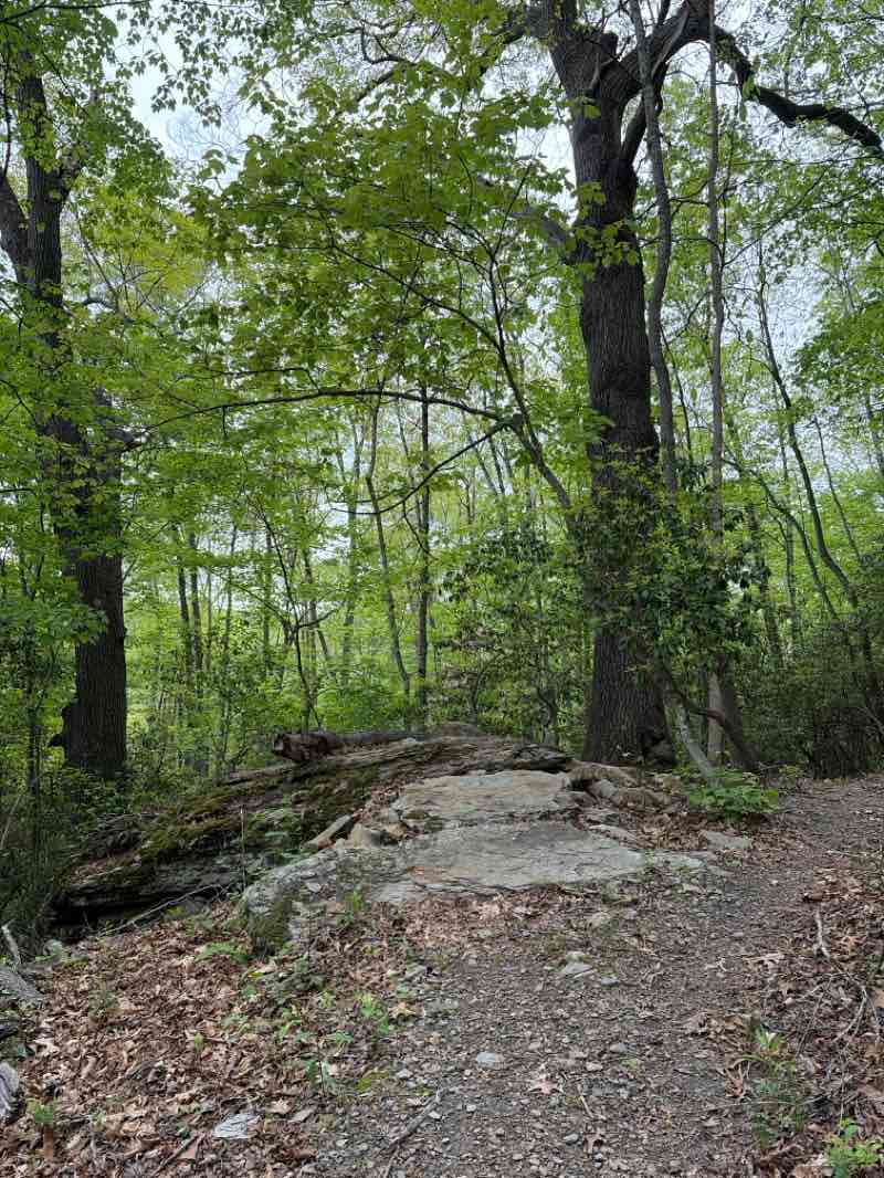 walking near me in Needleseye Park in spring