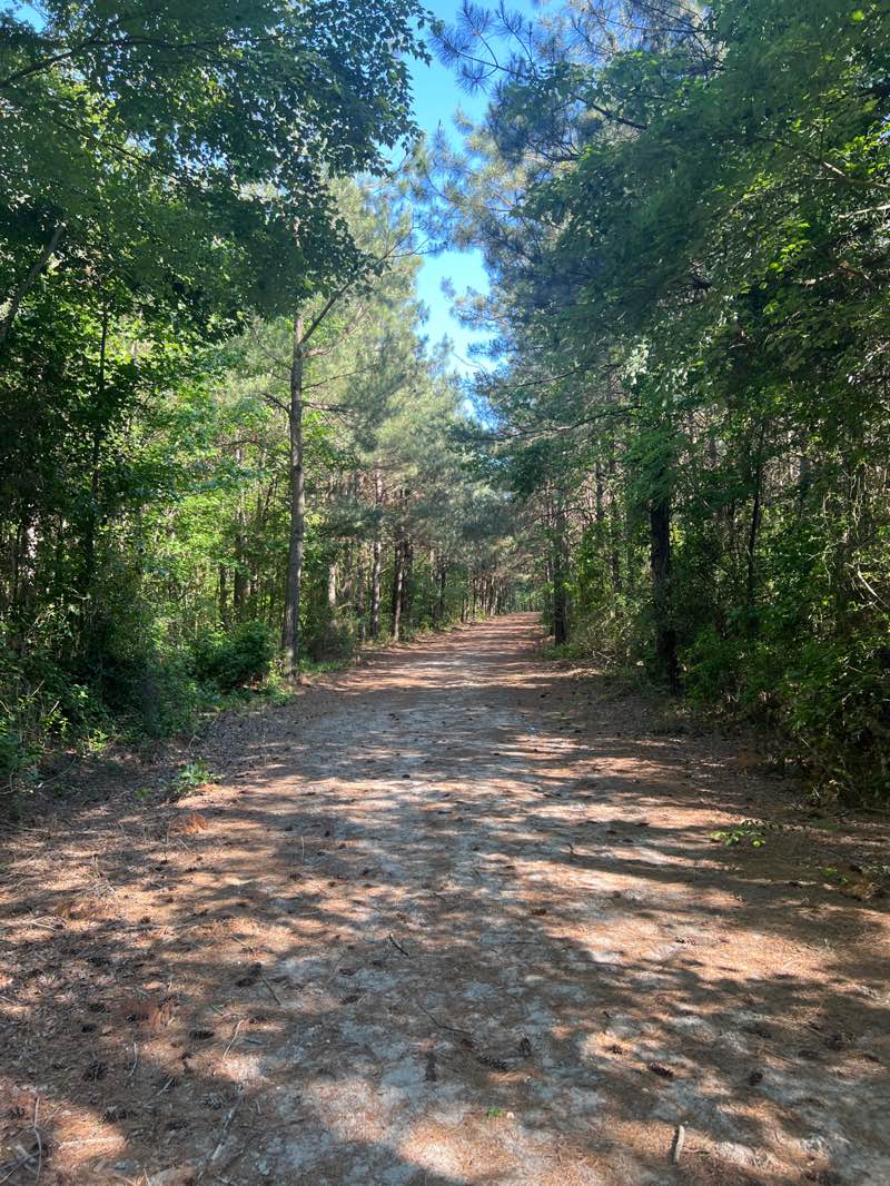 walking near me in Redden State Forest - Headquarters Tract in summer