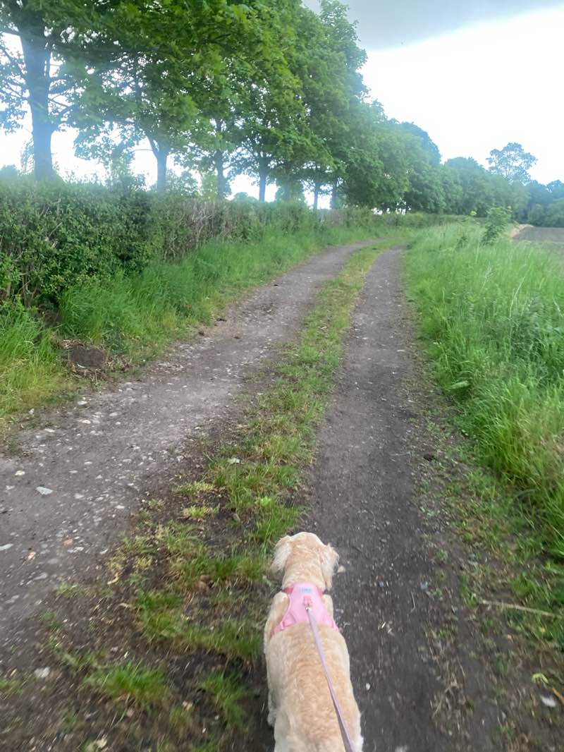 walking near me in Rosewell Park in summer