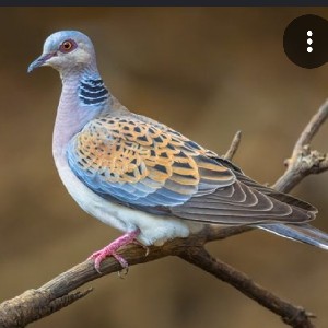 mturtledove2 profile