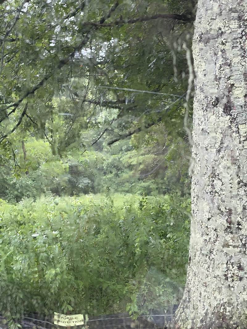 walking near me in Mirror Lake in summer