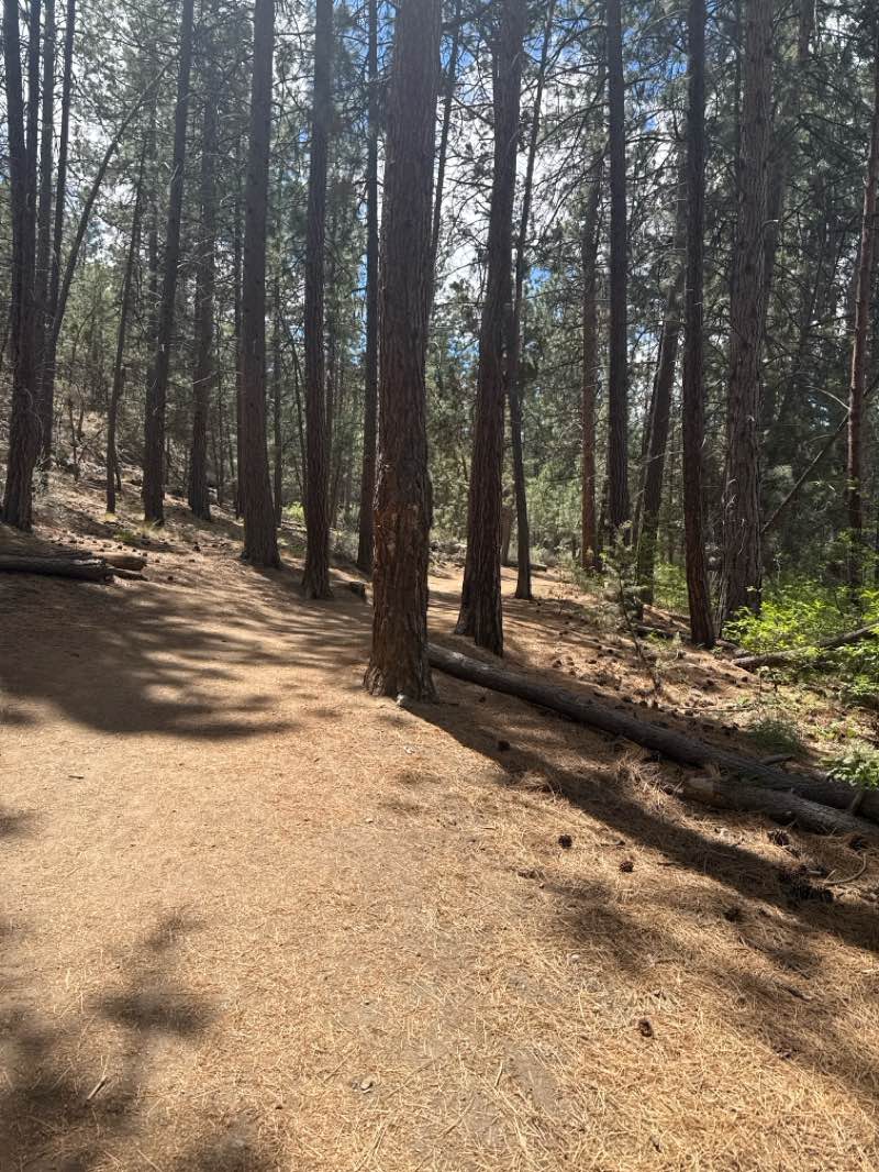 walking near me in Farewell Bend Park in summer