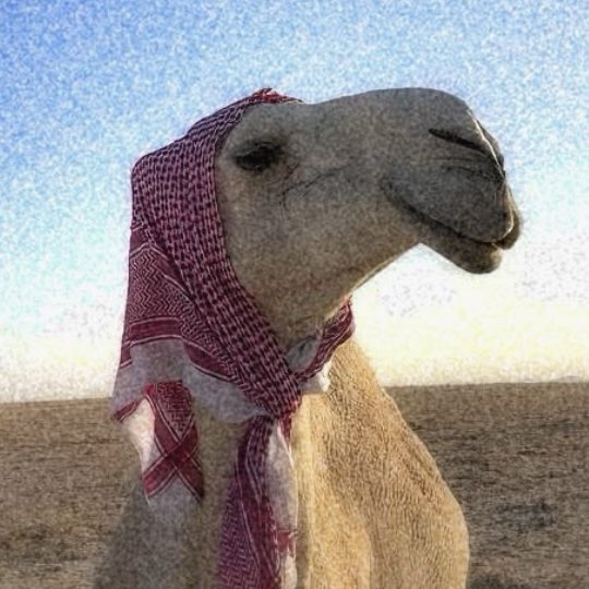 Danial icon
