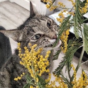 Тамара Аксельрод profile