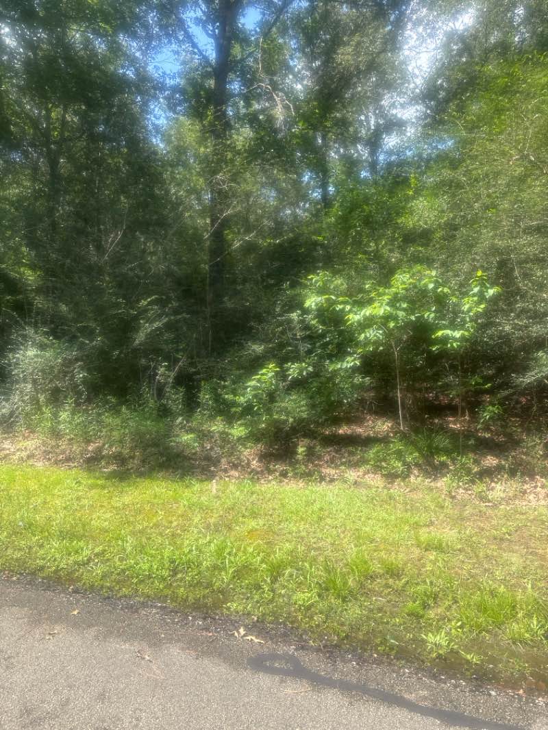 walking near me in Jesse H. Jones Park & Nature Center in summer