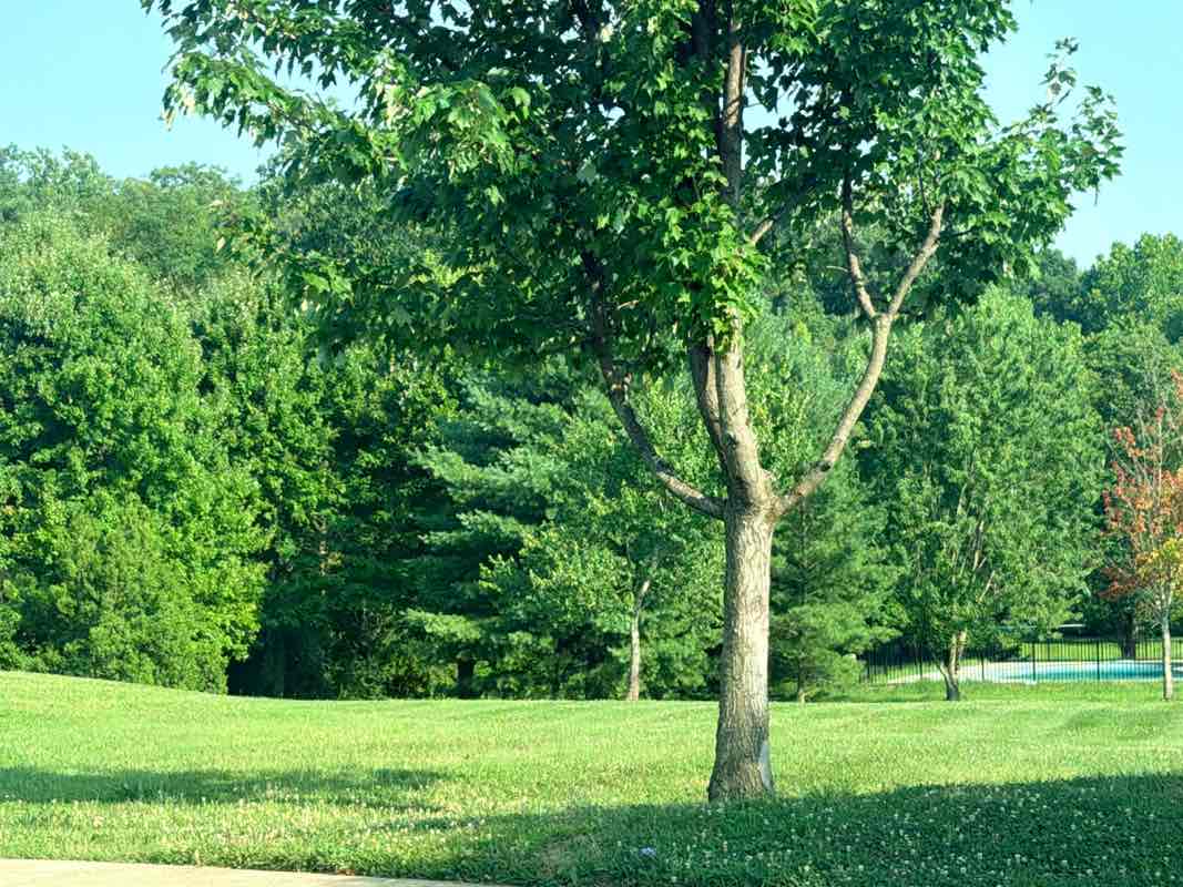 walking near me in The Fields at Cowenton Ridge Park in summer