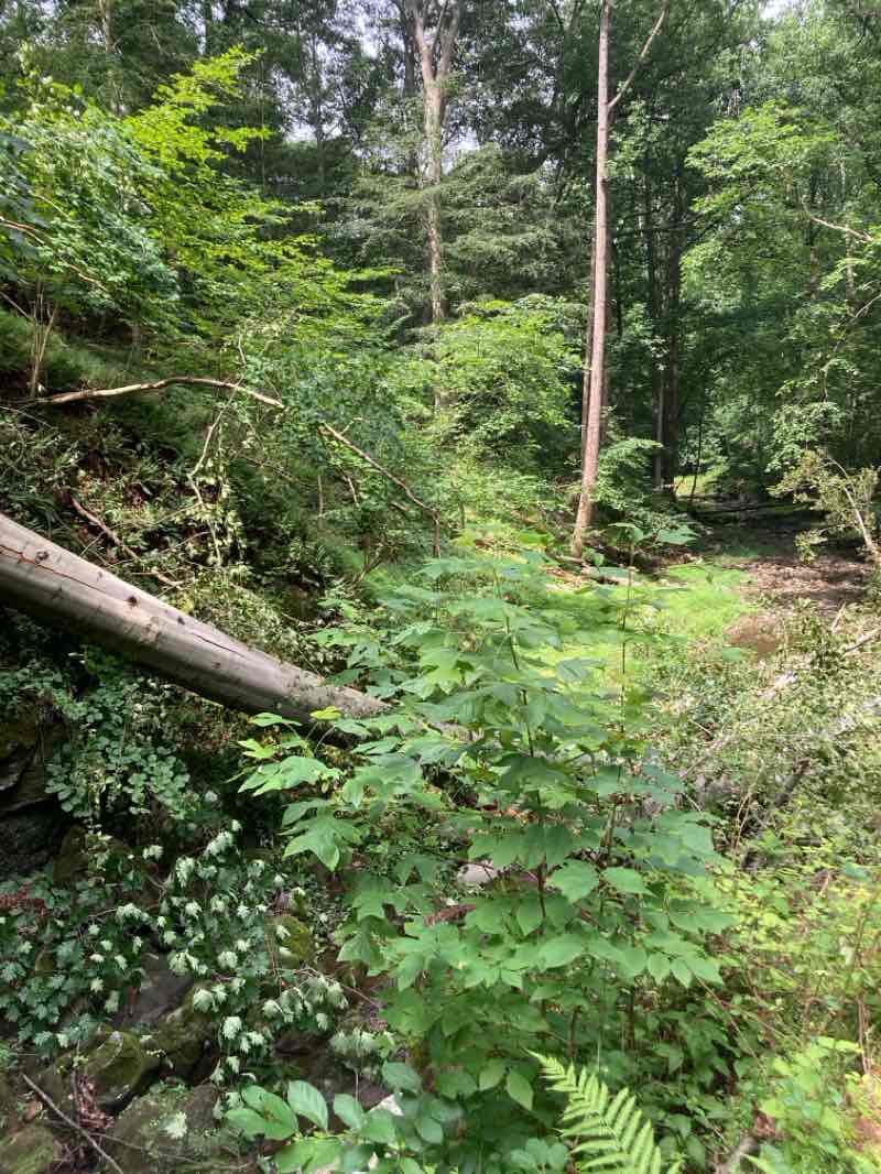walking near me in Benjamin Banneker Historical Park and Museum in summer