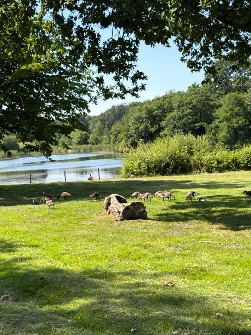 walking near me in Stadt Moers Park: Pottery Fields in summer