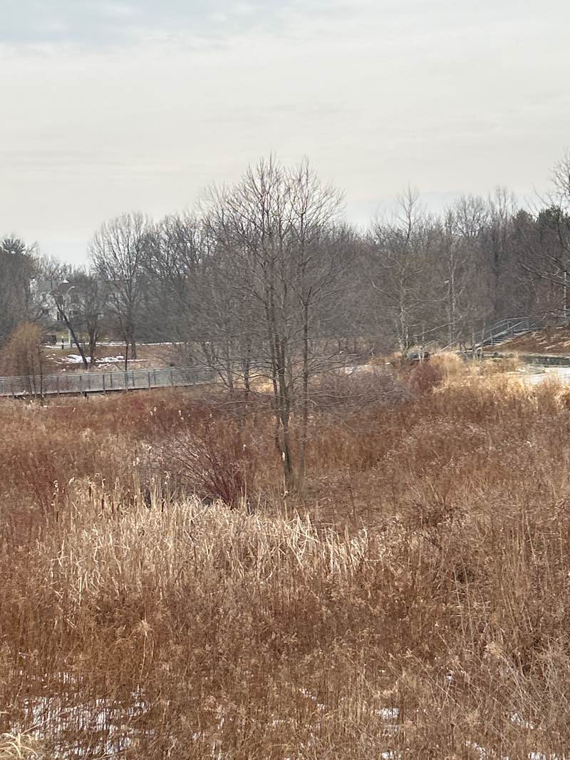 walking near me in Germantown Town Center Urban Park in winter
