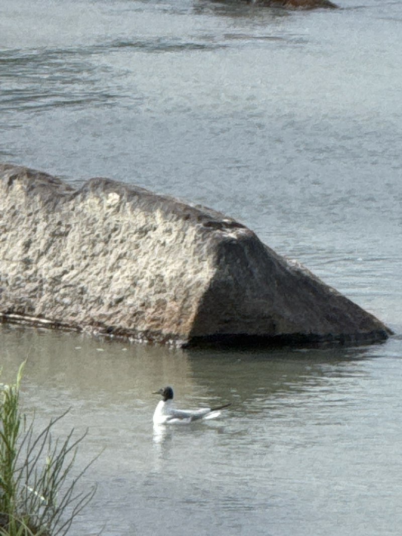 walking near me in River View Park in summer