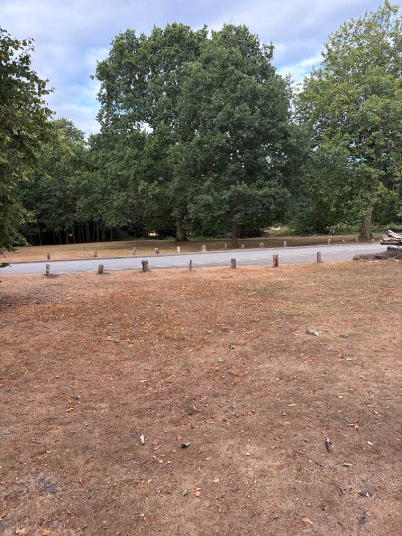 walking near me in Sutton Park in summer