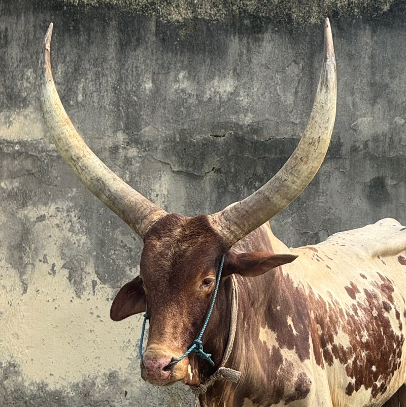 Okhai profile