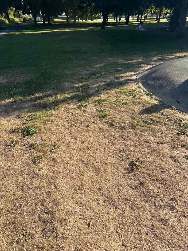 walking near me in Pearse Park in summer