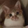 요정