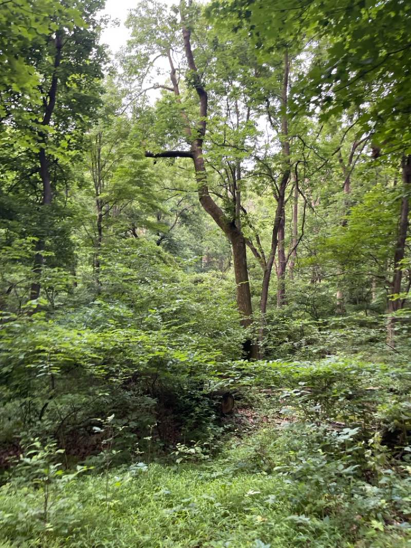 walking near me in Golden Oaks Open Space in summer