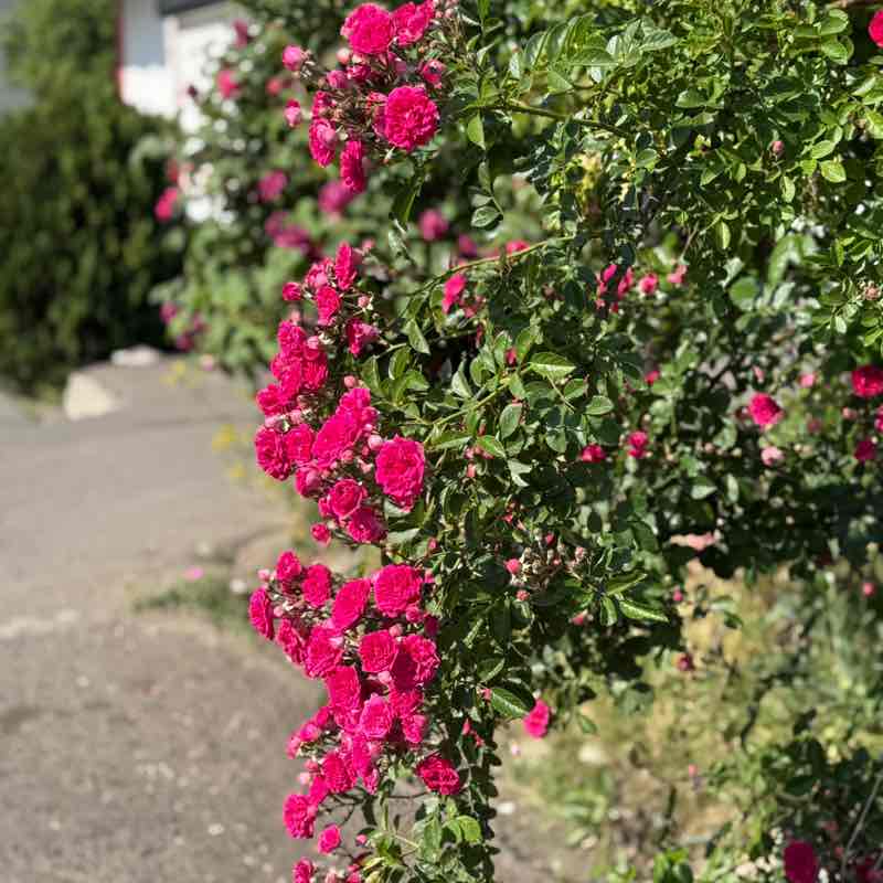 گام های طلایی Mafakherian post image