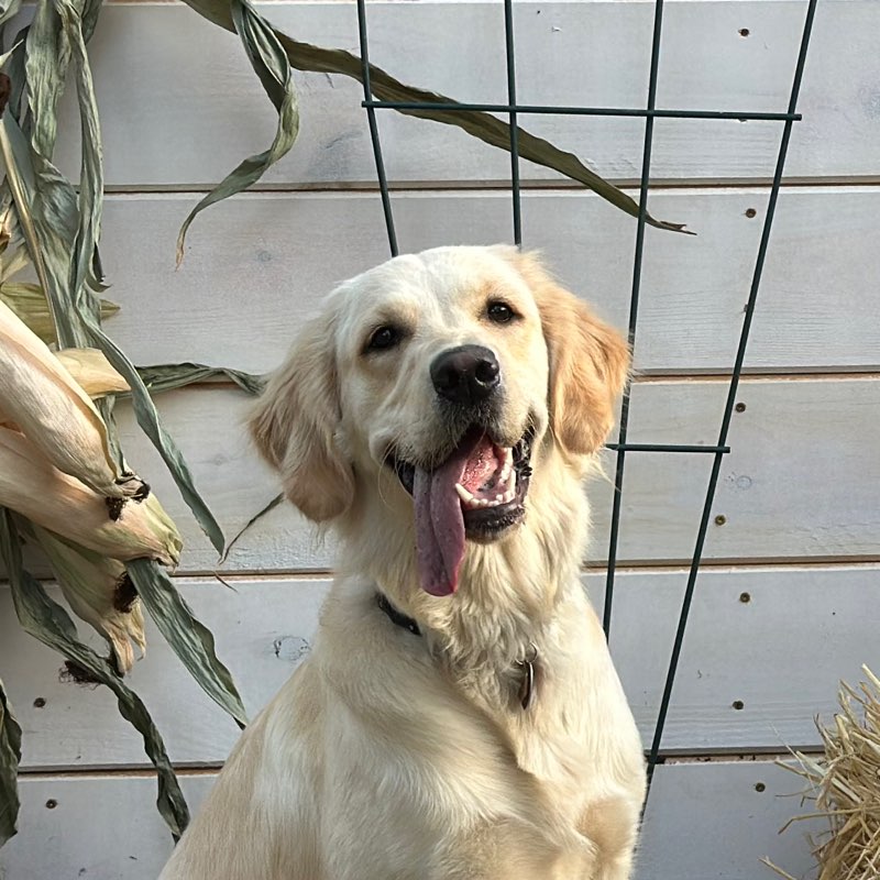 Tucker icon
