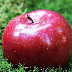 Apple 🍎 profile