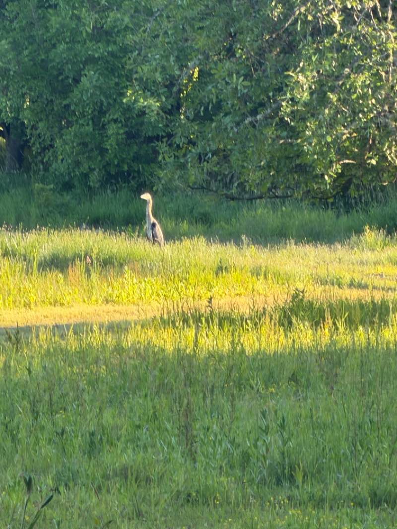 walking near me in Sauvie Island Wildlife Area in summer