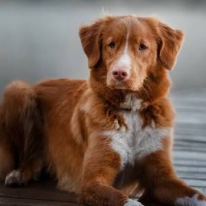 Muffin🐕 profile