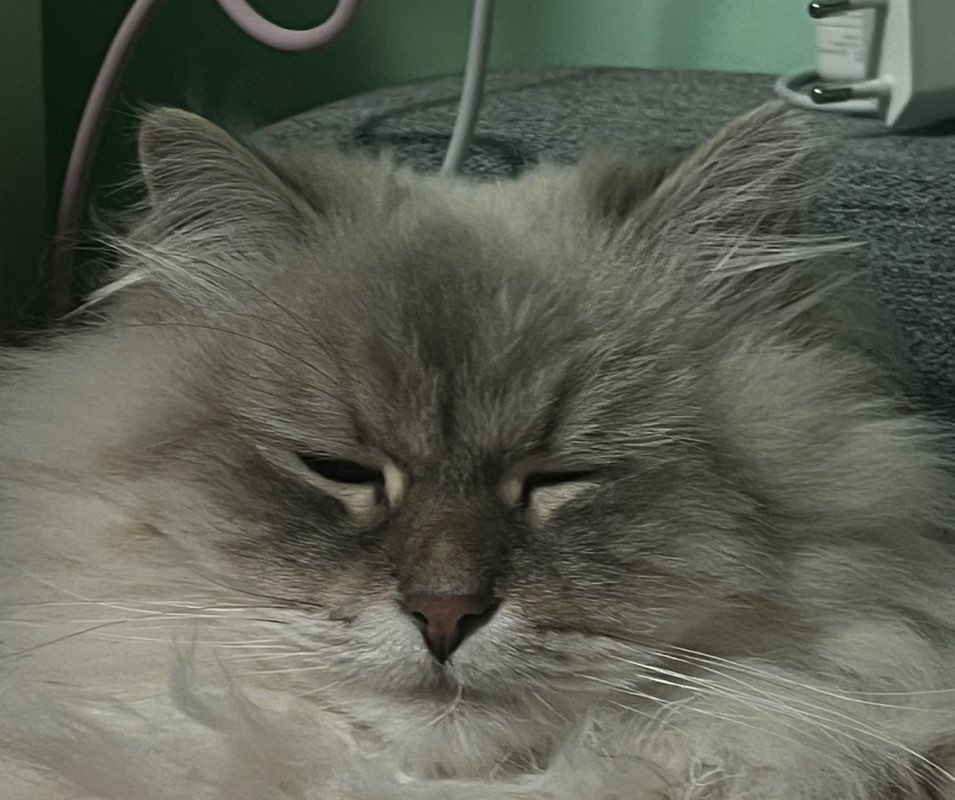 Катя icon