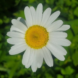 Daisy profile