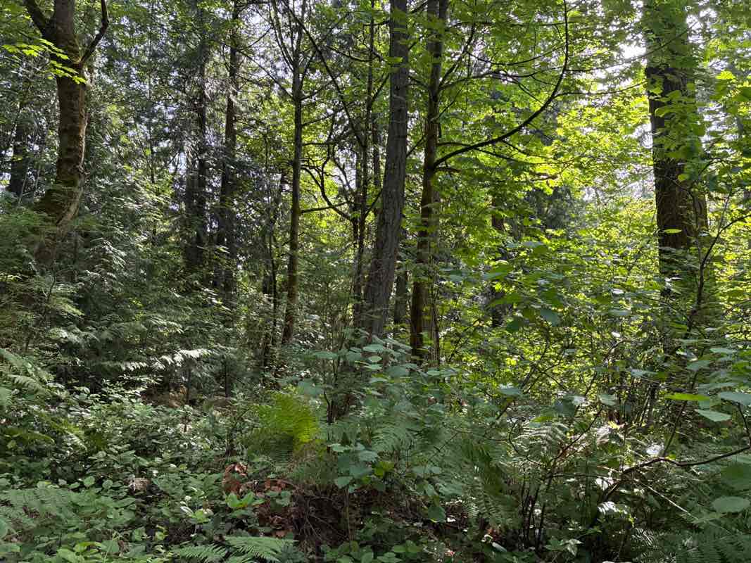 walking near me in Wilburton Hill Park in summer