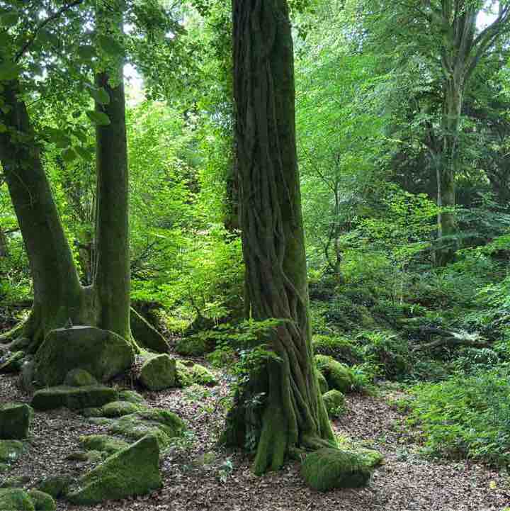 Dorset Walkers Orrin post image